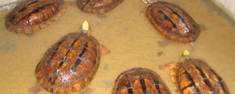 石金钱龟可以长到什么程度