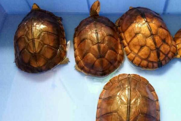 石金钱龟可以长到什么程度,性成熟后体重可达到250-300克