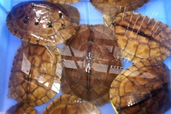 石金钱龟可以长到什么程度,性成熟后体重可达到250-300克