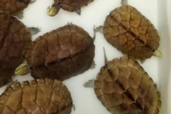 石金钱龟可以长到什么程度,性成熟后体重可达到250-300克