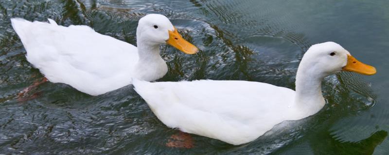 鸭子的特点