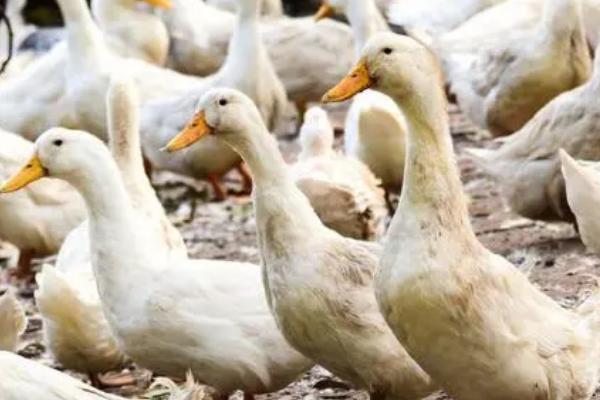 鸭子的特点,即可生活在水中又可生活在陆地上