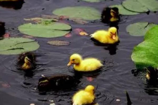 鸭子的特点,即可生活在水中又可生活在陆地上