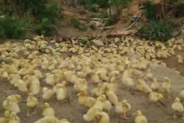 鸭子的特点,即可生活在水中又可生活在陆地上