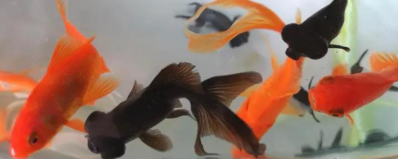 家养小金鱼吃什么