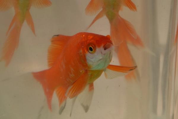 家养小金鱼吃什么,动物性、植物性和合成饲料都可以喂