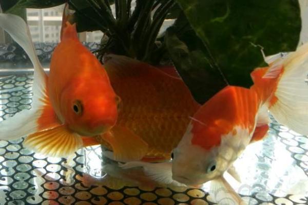 家养小金鱼吃什么,动物性、植物性和合成饲料都可以喂