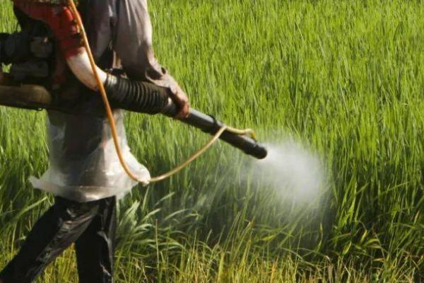 福美双的作用和用途，可防治霜霉病、疫病、炭疽病等