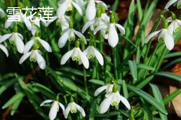 雪花莲有哪些品种,主要有雪花莲、纤细雪花莲、大雪花莲这3种