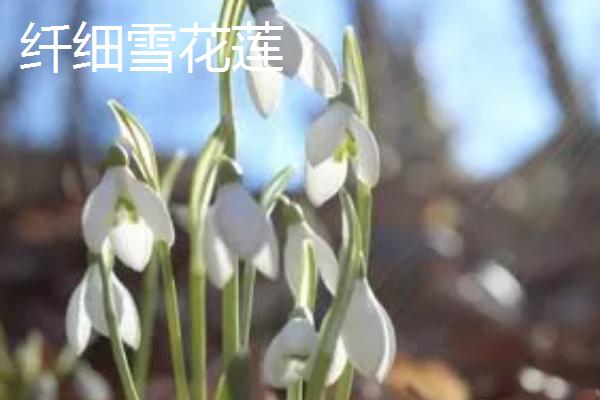 雪花莲有哪些品种,主要有雪花莲、纤细雪花莲、大雪花莲这3种