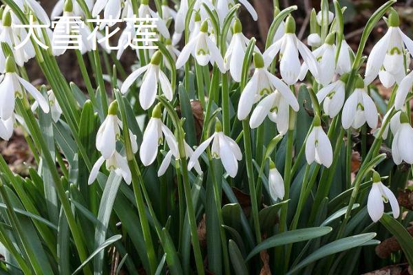 雪花莲有哪些品种,主要有雪花莲、纤细雪花莲、大雪花莲这3种