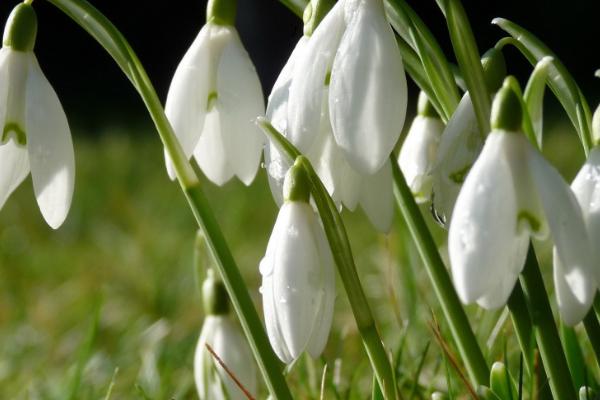 雪花莲有哪些品种,主要有雪花莲、纤细雪花莲、大雪花莲这3种