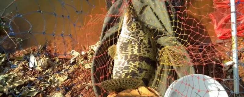 桂鱼喜欢吃什么饵料