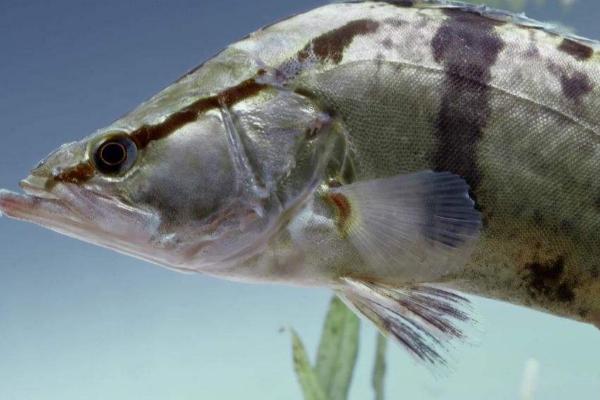 桂鱼喜欢吃什么饵料,首选5-7厘米的小泥鳅