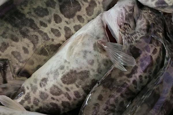 桂鱼喜欢吃什么饵料,首选5-7厘米的小泥鳅