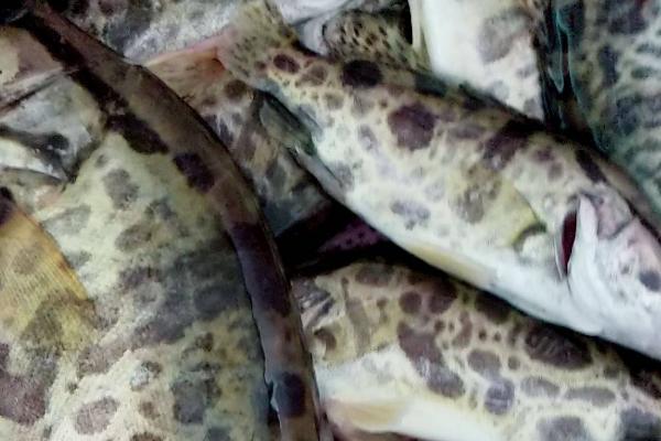 桂鱼喜欢吃什么饵料,首选5-7厘米的小泥鳅