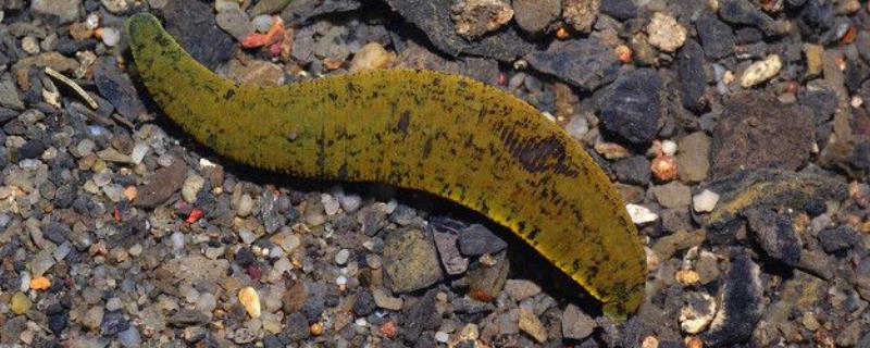 蚂蟥生长在什么地方