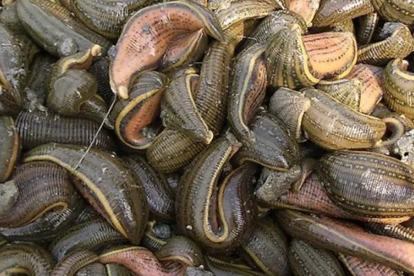 蚂蟥生长在什么地方,主要生活在稻田、沟渠、浅水污秽坑塘等地