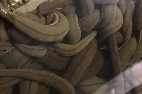 蚂蟥生长在什么地方,主要生活在稻田、沟渠、浅水污秽坑塘等地