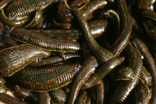 蚂蟥生长在什么地方,主要生活在稻田、沟渠、浅水污秽坑塘等地