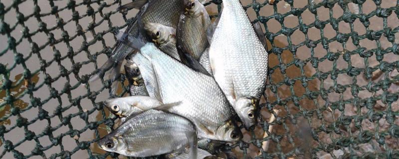 鳊鱼可以长到什么程度