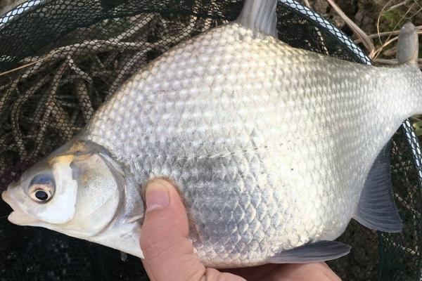 鳊鱼可以长到什么程度，成年后体长可达到40厘米左右