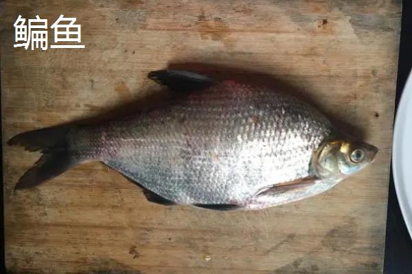 鳊鱼可以长到什么程度，成年后体长可达到40厘米左右