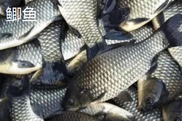 鳊鱼可以长到什么程度，成年后体长可达到40厘米左右