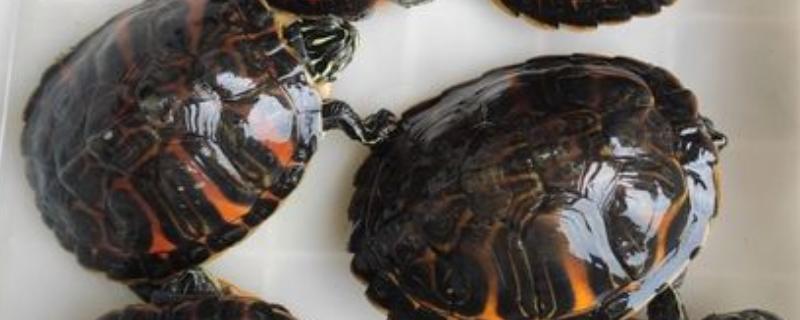 火焰龟黑了还能养红吗