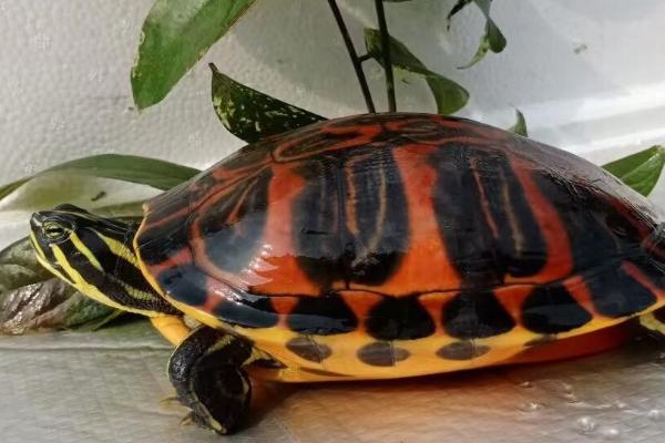 火焰龟黑了还能养红吗,多晒太阳或者提供浅色生存环境就会变红