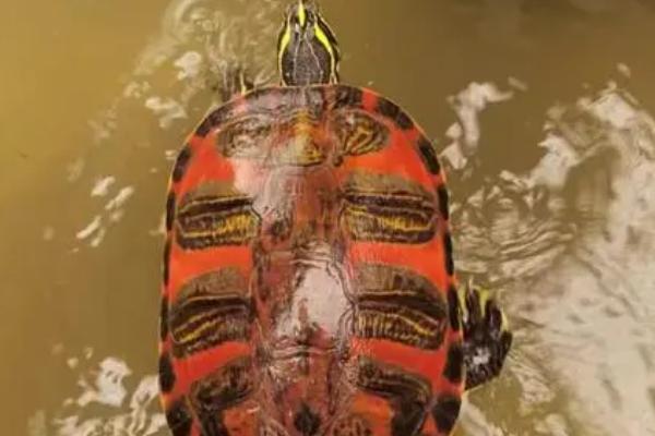 火焰龟黑了还能养红吗,多晒太阳或者提供浅色生存环境就会变红