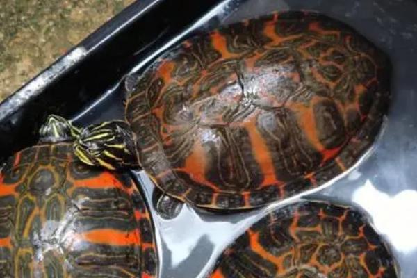 火焰龟黑了还能养红吗,多晒太阳或者提供浅色生存环境就会变红