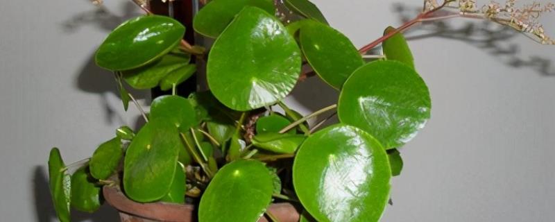 镜面草的繁殖方式