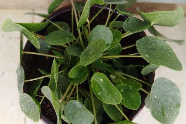 镜面草的繁殖方式，可分株、扦插和播种繁殖