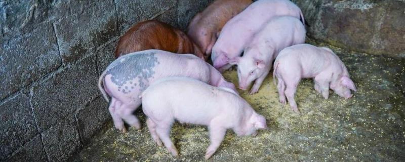 猪吃红糖长得快