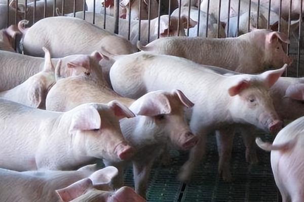 猪吃红糖长得快，红糖可以让猪开胃长得快