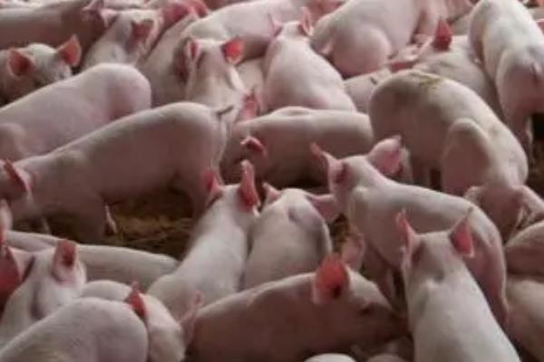 猪吃红糖长得快，红糖可以让猪开胃长得快