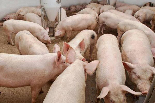 猪吃红糖长得快，红糖可以让猪开胃长得快