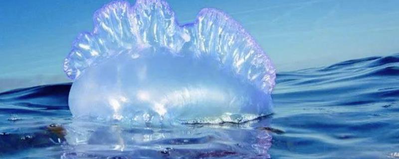 僧帽水母有没有毒