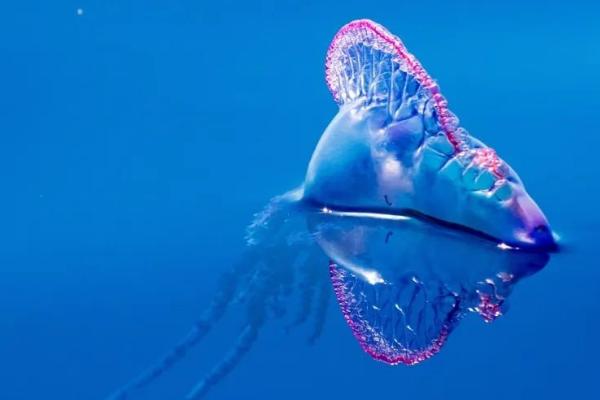 僧帽水母有没有毒，属于有毒水母、且毒性较大