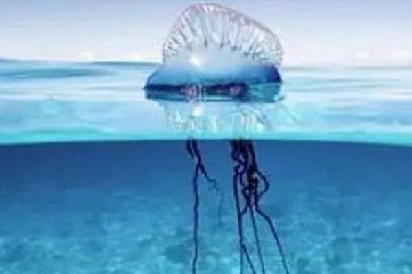 僧帽水母有没有毒，属于有毒水母、且毒性较大
