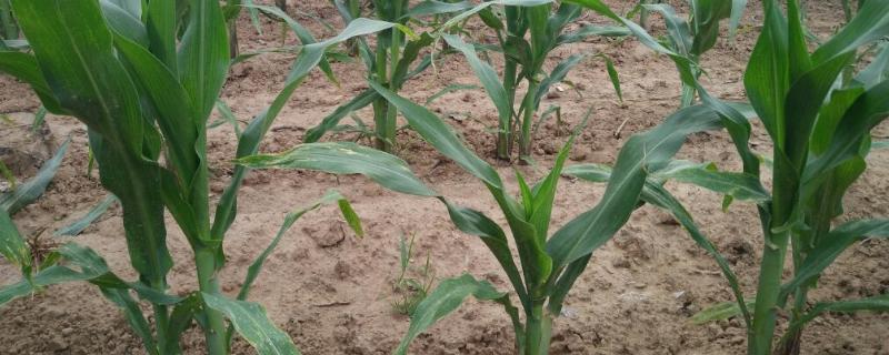 春玉米几月份种植好