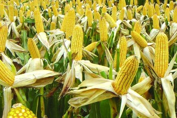 春玉米几月份种植好，4-5月份是适宜播种期