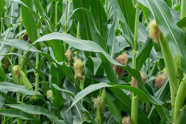 春玉米几月份种植好，4-5月份是适宜播种期