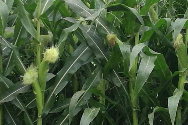 春玉米几月份种植好，4-5月份是适宜播种期