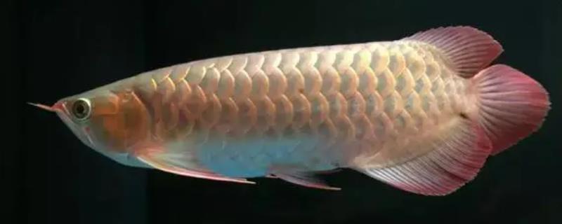 龙鱼水温多少合适