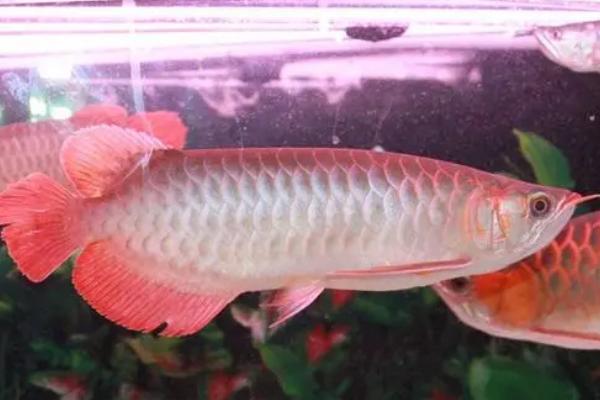 龙鱼水温多少合适，可将温度控制在24-32℃之间