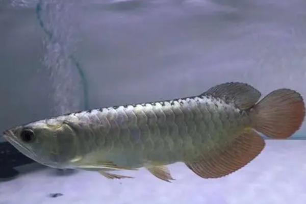 龙鱼水温多少合适，可将温度控制在24-32℃之间