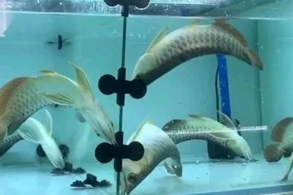 龙鱼水温多少合适，可将温度控制在24-32℃之间