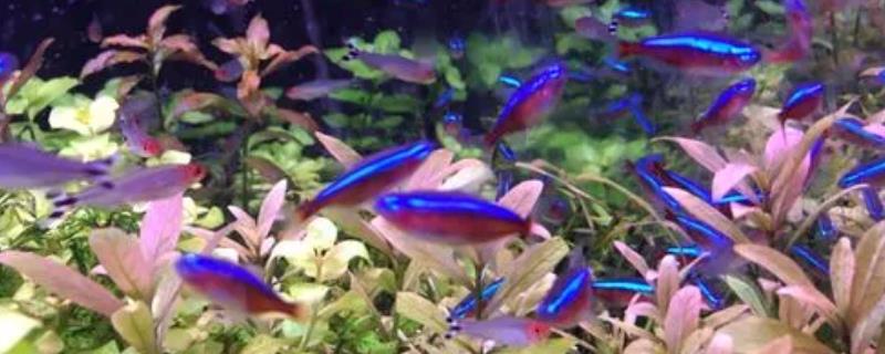宝莲灯鱼不群游怎么办